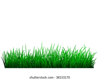 vector realistic green grass on white