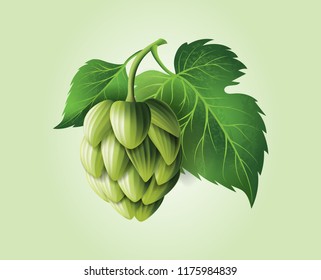 vector realistic green hop cones, leaves with stem. Isolated illustration on a color background. Brewery industry floral symbol