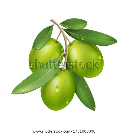 Vector Realistic Green Olive Branch Isolated on White Background with Leaves and Water Drops