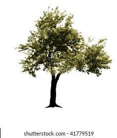 Vector Realistic Green Tree On White