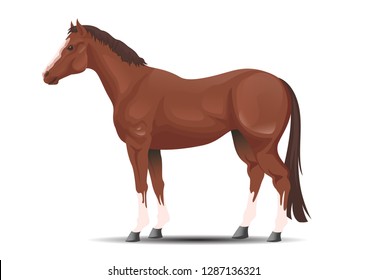 vector realistic hackney horse. vector of horse breeds collection