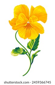Vector realistic hand drawn detailed flower pansy, yellow viola. Floral element for your product design. Print for clothing, or an element for cards, botanical frames, invitations, save the date 