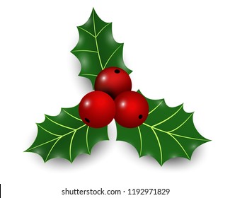 Vector Realistic Hand Drawn Holly Ilex Stock Vector (Royalty Free ...