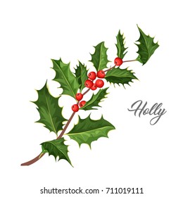 vector realistic hand drawn holly, ilex branch with berry and leaves, mistletoe . Christmas, new year holiday celebration symbol. Isolated illustration on white background.