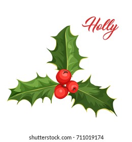 vector realistic hand drawn holly, ilex branch with berry and leaves, mistletoe. Christmas, new year holiday celebration symbol. Isolated illustration on a white background.