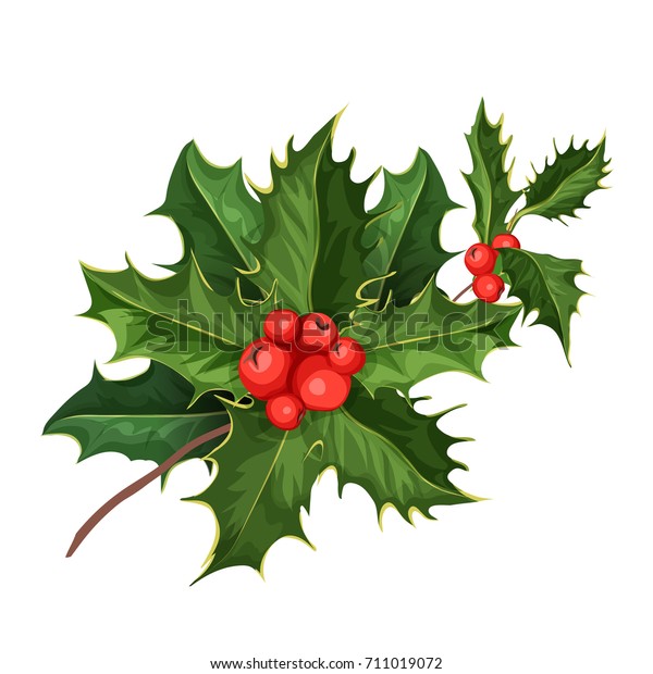 Vector Realistic Hand Drawn Holly Ilex Stock Vector (Royalty Free ...