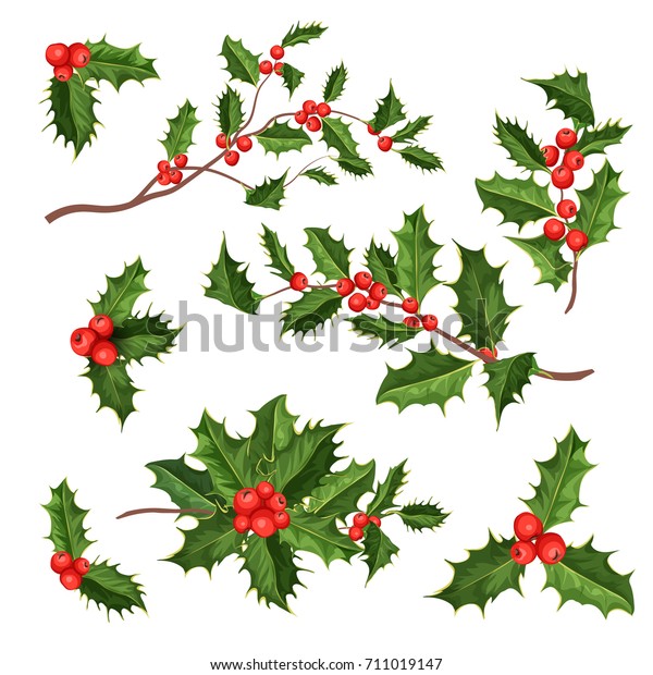 ベクター画像のリアルな手描きの柊と葉 ベリーと葉 ヤドリギセット クリスマス 年賀のシンボル 白い背景に分離型イラスト のベクター画像素材 ロイヤリティフリー