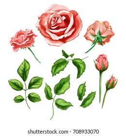 vector realistic hand drawn rose flower blossom blooming, closed blossom, leaves branch steam set. Floral design objects, isolated illustration on a white background.