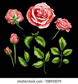 vector realistic hand drawn rose flower blossom blooming, closed blossom, leaves branch steam set. Floral design objects,  illustration on a black background.