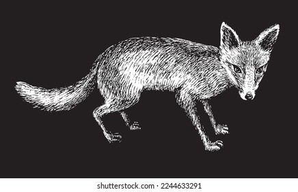 dibujo de esbozo dibujado a mano realista, vector, zorro predador