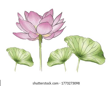 Vector realistic hand sketch illustration of pink lotus flowers, bud and leaves isolated white background. Design for natural cosmetics, health care products, Buddhism.