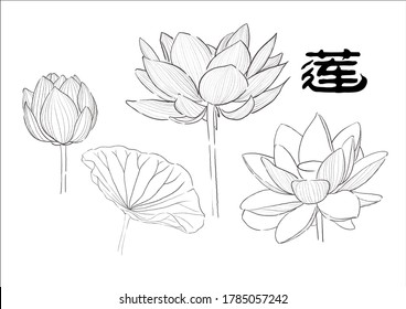 Vector realistic hand sketch illustration line art of lotus flowers, bud and leaves isolated white background. Design for natural cosmetics, health care products, Buddhism. Translation: Lotus