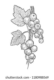 Vector realistic, hand-drawn (drawn in ink) black and white sketch of a currant berries and leaves on a branch. Template for coloring. Vector EPS 10.