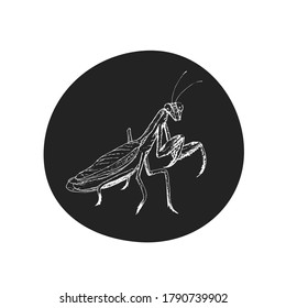 Vector realistic hand-drawn, engraving drawing illustration of praying mantis, white lines isolated on black background. Tattoo design. Chinese symbol, Kung-fu