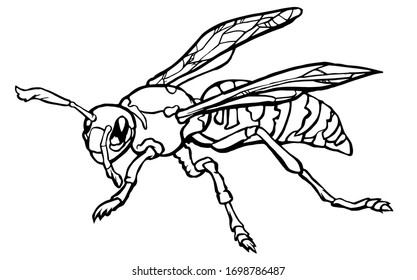 Vector realistic hand-drawn linear wasp drawing Isolated on a white background. Black and white sketch of an insect.