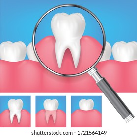 Vector realistic healthy teeth with magnifying glass showing tooth in gums with roots visible