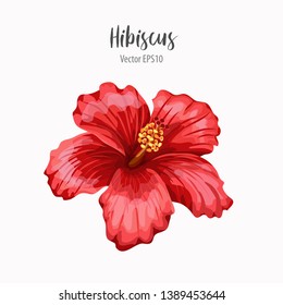 Vector realistic Hibiscus flower isolated on white. Exotic tropic floral print design. Hibiscus blossom, Chinese or Sudan Rose.