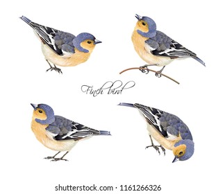 Vector realistic highly detailed illustration set of finch bird isolated on white background. Design element for wedding, christmas, knowledge day or greeting card.Can be used for scrap book, copybook