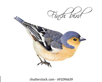 Vector realistic highly detailed illustration of finch bird isolated on white background. Design element for wedding, christmas, knowledge day or greeting card. Can be used for scrap book, copybook