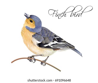 Vector realistic highly detailed illustration of finch bird isolated on white background. Design element for wedding, christmas, knowledge day or greeting card. Can be used for scrap book, copybook