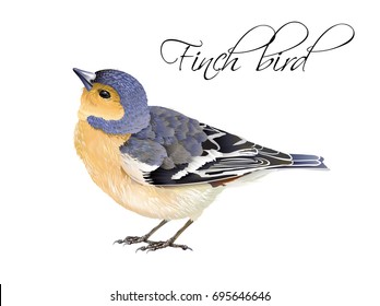 Vector realistic highly detailed illustration of finch bird isolated on white background. Design element for wedding, christmas, knowledge day or greeting card. Can be used for scrap book, copybook