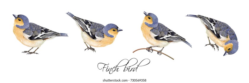 Vector realistic highly detailed illustration set of finch bird isolated on white background. Design element for wedding, christmas, knowledge day or greeting card.Can be used for scrap book, copybook