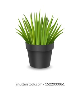 Vector realistic houseplant in a pot. Ornamental houseplant. Vector EPS 10 format
