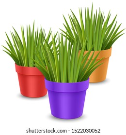 Vector realistic houseplants in a colorful pots. Ornamental houseplant. Vector EPS 10 format