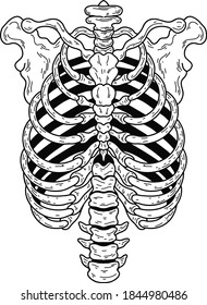 Vector Realistic Human Chest Skeleton Eps Stock Vector (Royalty Free ...