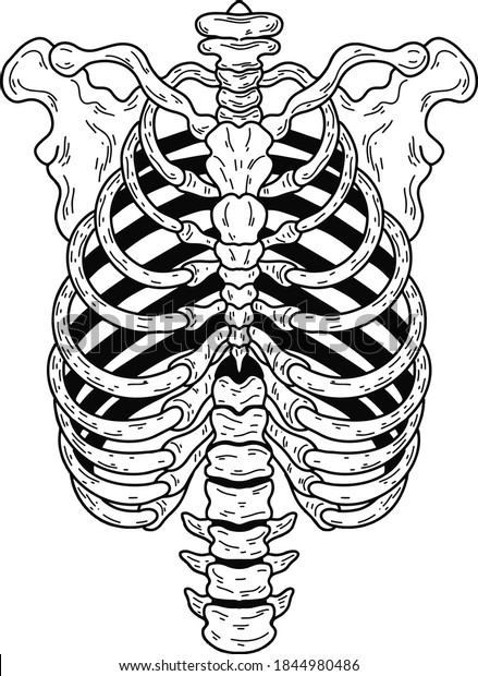 Vector Realistic Human Chest Skeleton Eps Stock Vector (Royalty Free ...