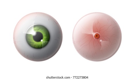 Vector Realistic Human Eye Ball Retina Macula With Green Iris Front, Back View Close Up Isolated On Gray Background