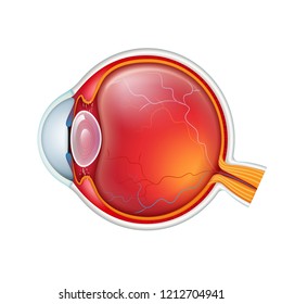 Vector realistic human eye cross-section side view close up isolated on white background. Medical detailed illustration