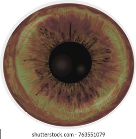 Vector Realistic Human Eye Iris Eye Stock Vector (Royalty Free) 763551079