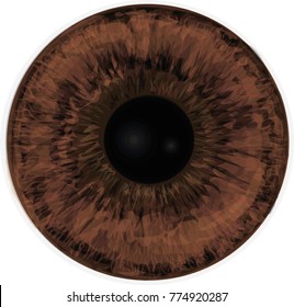 Vector Realistic Human Eye Iris. Eye Iris Vector Painted Texture. Brown Eye. 