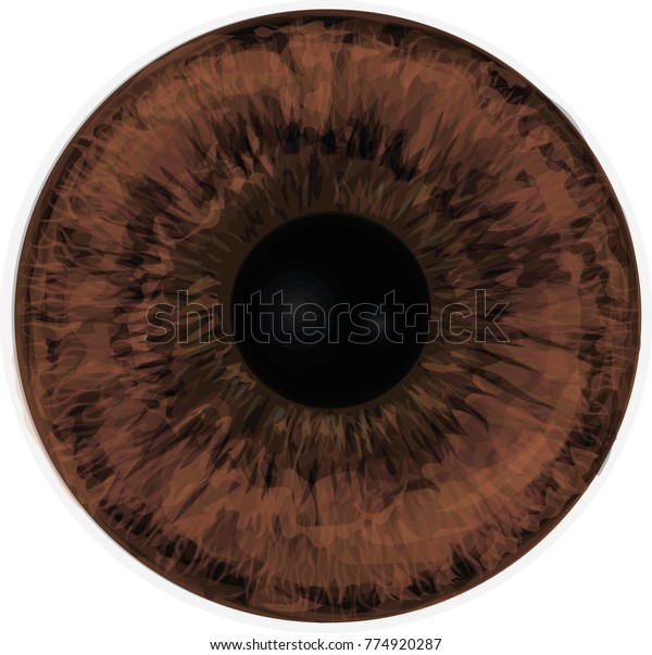 Vector Realistic Human Eye Iris Eye Stock Vector (Royalty Free ...