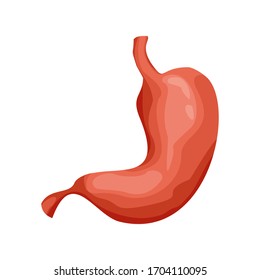 Vector realistic human stomach icon isolated on white background. Human internal organs, stomach anatomy icon. Digestive system anatomy