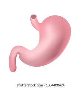 Vector realistic human stomach isolated on white background. Illustration of the human internal organ.