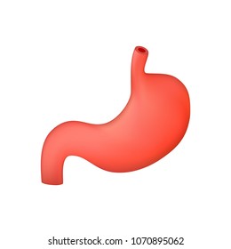 Vector realistic human stomach isolated on white background. Vector icon.