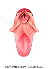 Vector realistic human tongue with pharynx close up top view isolated on white background