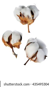 Vector realistic illustration with 3  cotton flowers in different positions. It can be used for advertisement, packaging, post cards.
