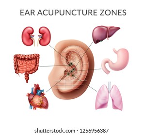 Vector realistic illustration of acupuncture points on ear, reflex zones with internal human organs: kidneys, stomach, liver, lungs, heart, intestines. Set isolated on white background