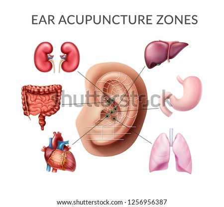Vector realistic illustration of acupuncture points on ear, reflex zones with internal human organs: kidneys, stomach, liver, lungs, heart, intestines. Set isolated on white background