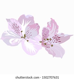 Vector realistic illustration of a  alstroemeria flower. Isolated on white field. For birthday, anniversary presents, gift cards, post cards. wedding invitations.