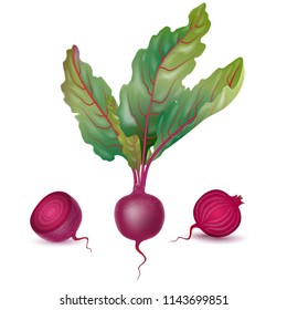 Vector realistic illustration of beet,  on a white  background. Design elements for invitations, announcements, advertising of wine, juice, cosmetics, health products, agricultural fairs.