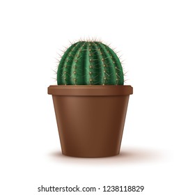 Vector realistic illustration of big golden barrel cactus or Echinocactus grusonii growth in brown clay pot isolated on white background