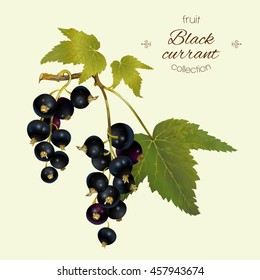 Vector realistic illustration of black currant with leaves. Isolated on light green background. Design for tea, ice cream, cosmetics, candy and bakery with black currant filling, health care products.