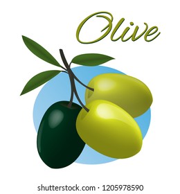 Vector realistic illustration of black and green olives branch isolated on white background. Design for olive oil, natural cosmetics, health care products.