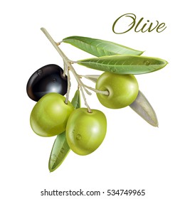 Vector realistic illustration of black and green olives branch isolated on white background. Design for olive oil, natural cosmetics, health care products.