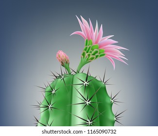 Vector realistic illustration of blossom cactus with bright pink flower and bud isolated on background