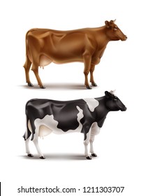 Vector Realistic Illustration Of Brown And Black And White Spotted Cows, Domestic Or Farm Animal, Right Side View, Isolated On White Background